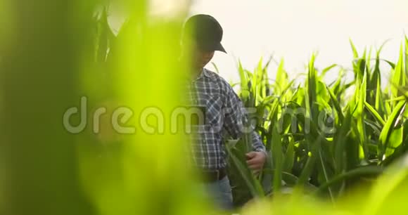 农民使用数字平板电脑种植玉米背景现代技术应用视频的预览图