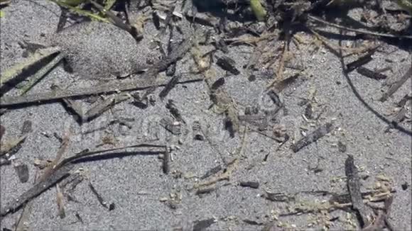 小比目鱼被伪装成沙滩上的潮汐池视频的预览图
