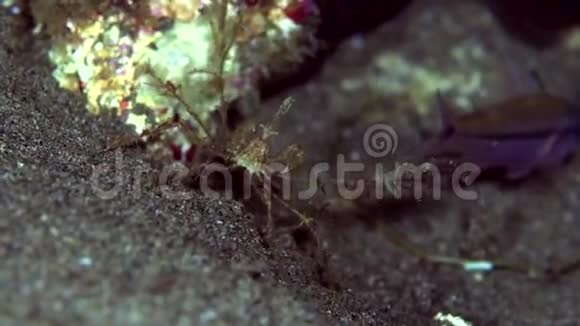 刺蛛蟹刺在祖鲁沙上视频的预览图
