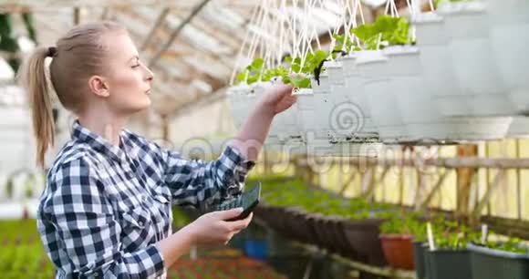 园丁在温室农业中检查花朵视频的预览图