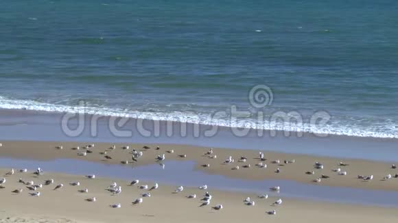 拉各斯海滩上的海鸥视频的预览图