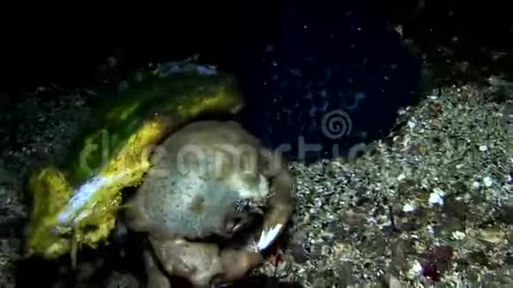 沉睡的海绵蟹龙米亚在夜伦贝海峡珊瑚视频的预览图