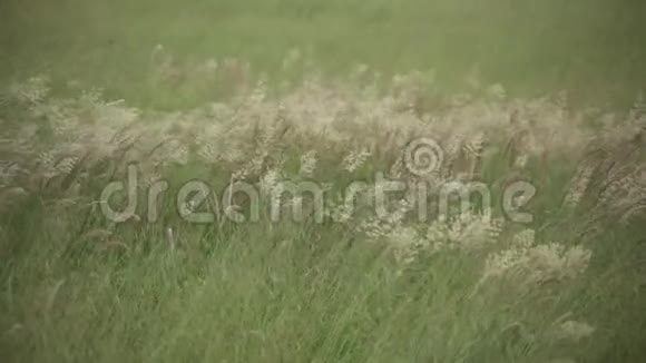 夏风吹动的苜蓿栽培田视频的预览图