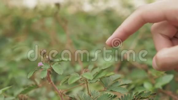 乔治亚州巴统植物园的含羞含羞草视频的预览图
