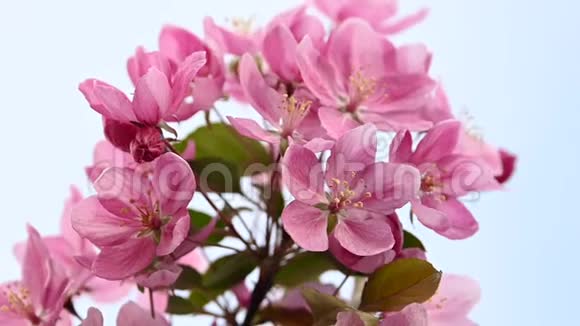 合上粉红色亚洲野生海棠花视频的预览图
