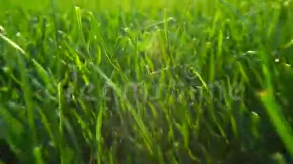 清新的绿草自然底色质感草坪为底色阳光的照耀视频的预览图