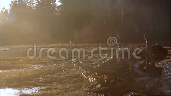 有雾的泥滩上的树根和草视频的预览图
