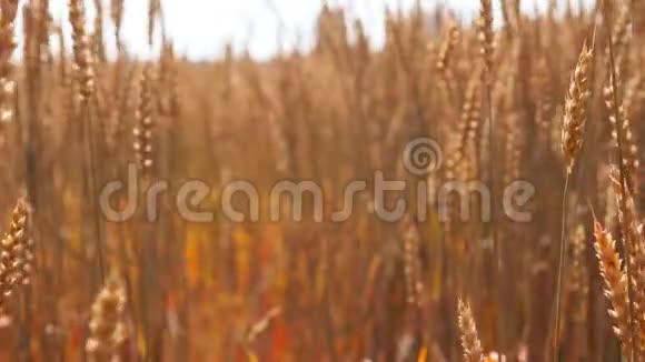 自然风光黄金麦秆在农田视频的预览图
