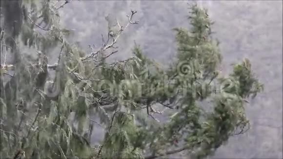 森林树枝上有大风和大雨视频的预览图