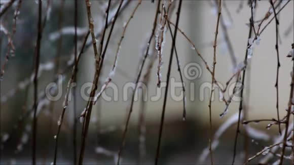 薄垂枝上晚雪视频的预览图