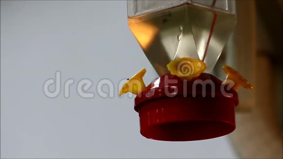带红色喂食器的深色小蜂鸟视频的预览图