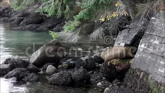 沿着森林海湾倒塌的墙视频的预览图