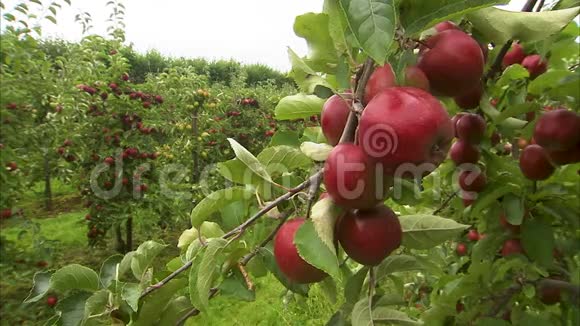 结满成熟苹果的树枝视频的预览图
