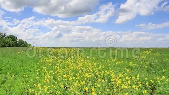 夏日的田野风中摇曳着娇嫩的黄花视频的预览图