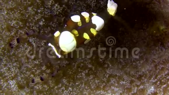 苏拉威西兰贝赫海峡海葵上的孔雀尾玻璃海葵虾皮视频的预览图