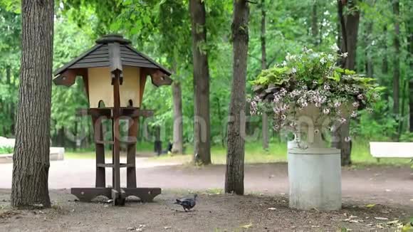 在莫斯科最受欢迎的公共公园之一的Neskuchny花园的基座上有美丽的花坛视频的预览图