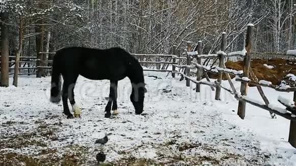 女人在冬天的森林里给她的马洗干净视频的预览图