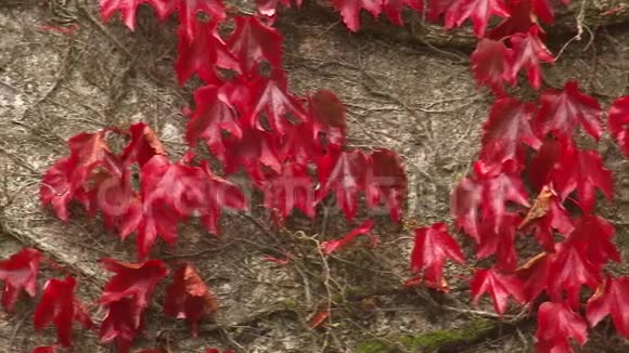 在墙上贴满红叶的藤蔓视频的预览图