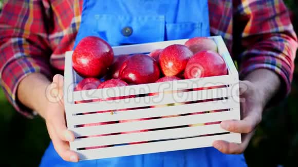 雄性手拿着一个木箱里面放着刚收获的成熟有机苹果放在阳光下放在果园的农场上视频的预览图