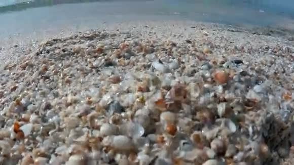 黑海波浪和许多贝壳视频的预览图