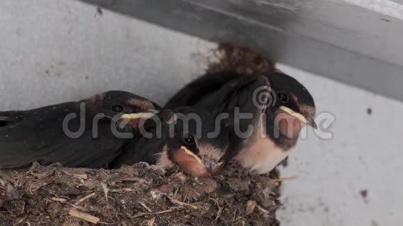 燕子雏鸟黑云蝶科在窝里等待成人在七月苏格兰视频的预览图