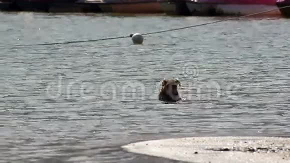 小狗在水里休息视频的预览图