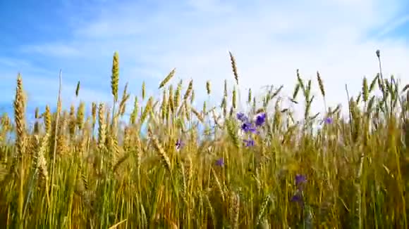 有蓝色野花的麦田视频的预览图