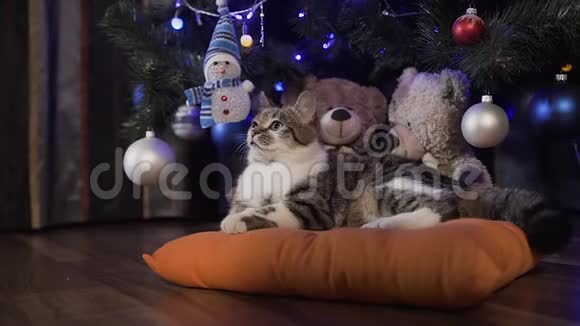 一只可爱的小猫躺在一个橙色的枕头上在一棵装饰着装饰球的圣诞树下圣诞节视频的预览图