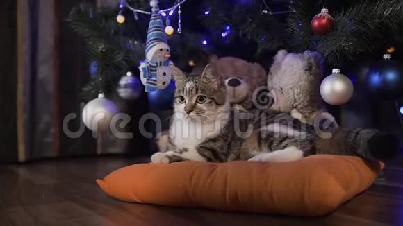 可爱的小猫在圣诞树上玩耍圣诞节晚上视频的预览图