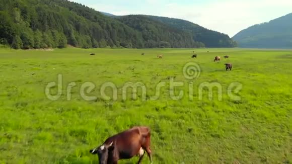 奶牛在污染的草地上放牧空中摄影视频的预览图