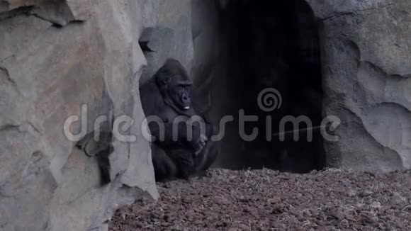 西海岸大猩猩妈妈背着孩子视频的预览图