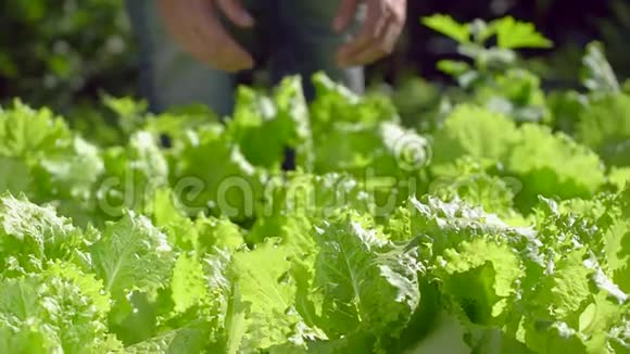 男农检查花园中鲜绿生菜色拉的品质收获农业天然有机视频的预览图