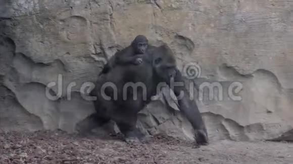西海岸大猩猩妈妈背着孩子视频的预览图