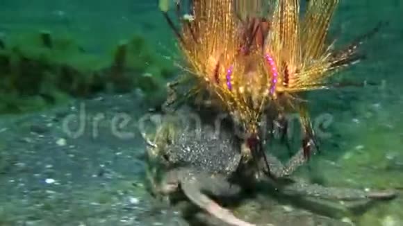 伦贝海峡海胆蟹Dorippefrone携带放射性海胆辐射视频的预览图
