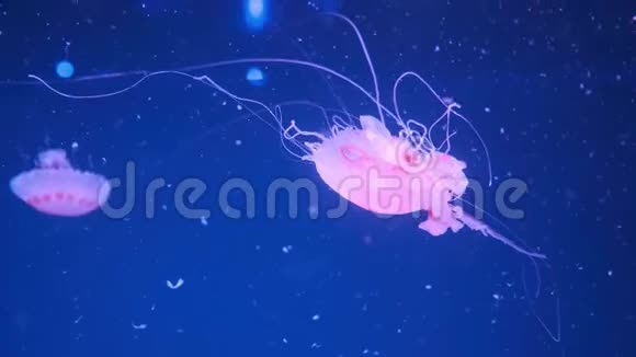 日本海荨麻太平洋水母视频的预览图