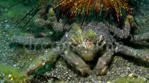 伦贝海峡海胆蟹Dorippefrone携带放射性海胆辐射视频的预览图