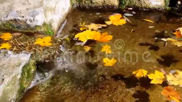 在漂浮的秋叶背景下水通过透明的溪流流入水池视频的预览图
