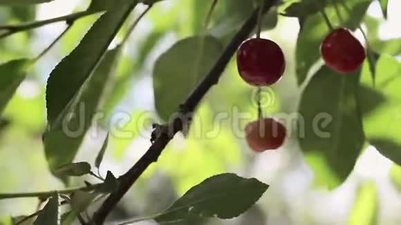 采摘酸樱桃视频的预览图