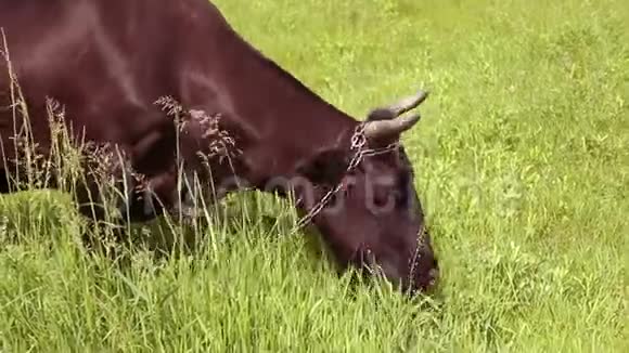 一头有角的棕牛在阳光明媚的日子里在绿色的草地上吃草视频的预览图