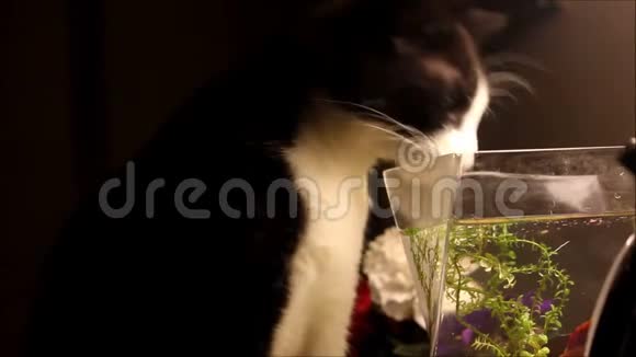 把猫从鱼缸里喝出来视频的预览图