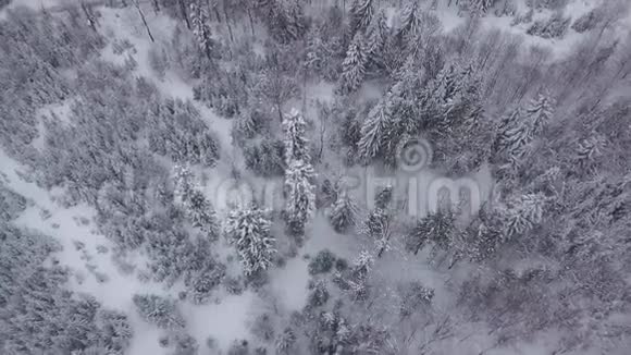 白雪覆盖着树林的白色土地视频的预览图
