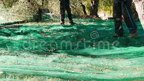 男人在网上收集橄榄动作缓慢意大利利古里亚Taggiasca或Caitellier品种的农民收获橄榄油p视频的预览图