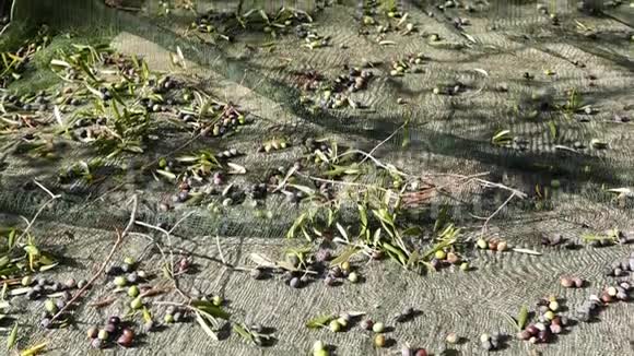 在网上收集橄榄慢动作在意大利利古里亚塔吉阿斯卡或凯泰利耶品种收获橄榄油产量h视频的预览图