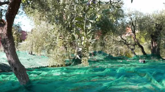 橄榄树和树枝上的绿色和黑色新鲜橄榄在意大利利古里亚塔吉阿斯卡或凯泰利耶品种收获橄榄油p视频的预览图