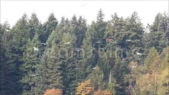 一群海鸥飞过一片森林视频的预览图