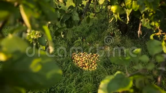 一堆苹果落在苹果树下的地上视频的预览图