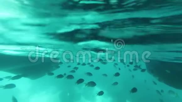 许多外来的鱼在透明的绿松石水中在船下游泳视频的预览图
