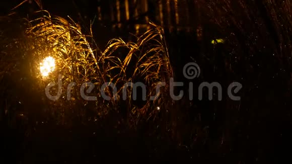 雨中的草在灯笼里发光视频的预览图