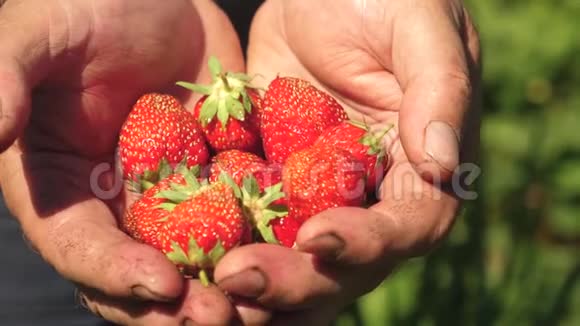雄手中露出红色草莓农夫收集成熟的浆果园丁棕榈展示了美味的草莓视频的预览图