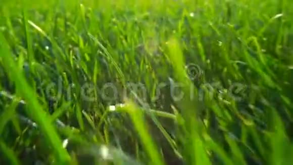 清新的绿草自然底色质感草坪为底色阳光的照耀视频的预览图